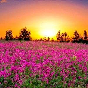 Meet your Posher, Eva